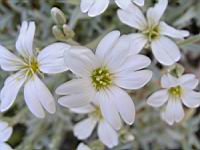 Cerastium Grandiflorum (fam. Caryophullacees) (Balkans, Caucase) (5) (Photo F. Mrugala)